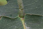 Clasping milkweed